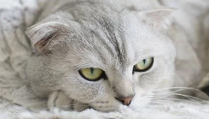 爱游戏娱乐网址-那不勒斯主场翻船，不敌萨索洛跌出前四，那不勒斯新球场