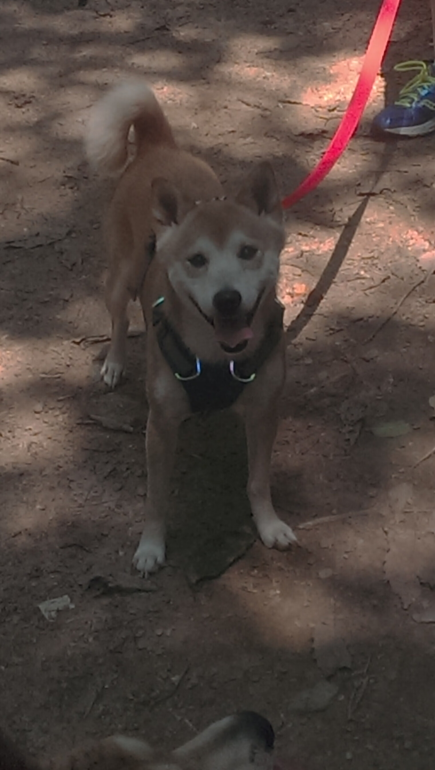 AYX体育-卡西尔·鲁索与麦迪逊·基尼跳板配合无懈可击，卡鲁索nba