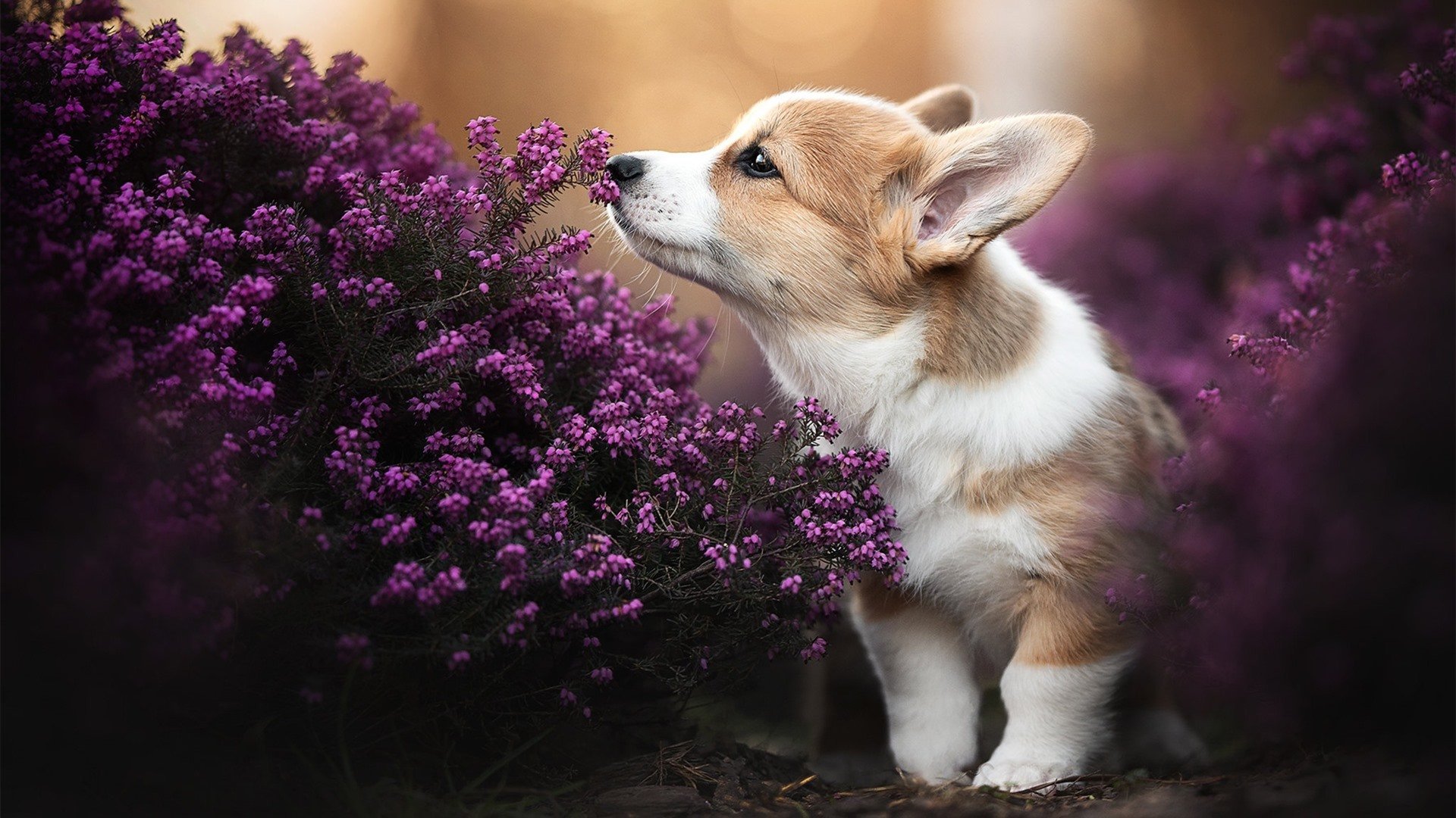 威少火力全开奇才西部格局大变，威少奇才队