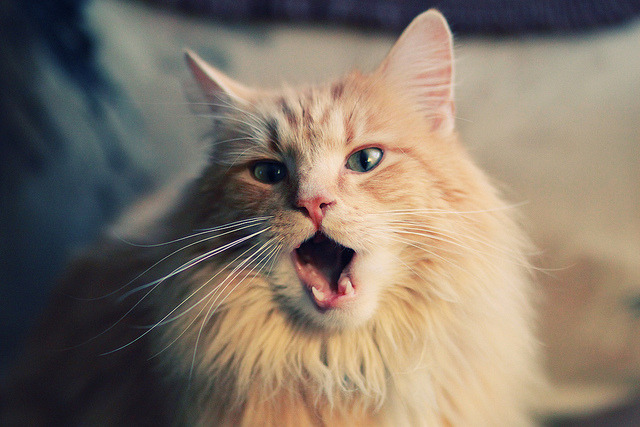 威少强势复出奇才球队重返前八，威少奇才首秀