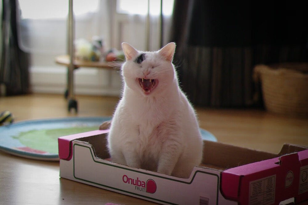 德甲战术体系的持续创新探索,德甲格局