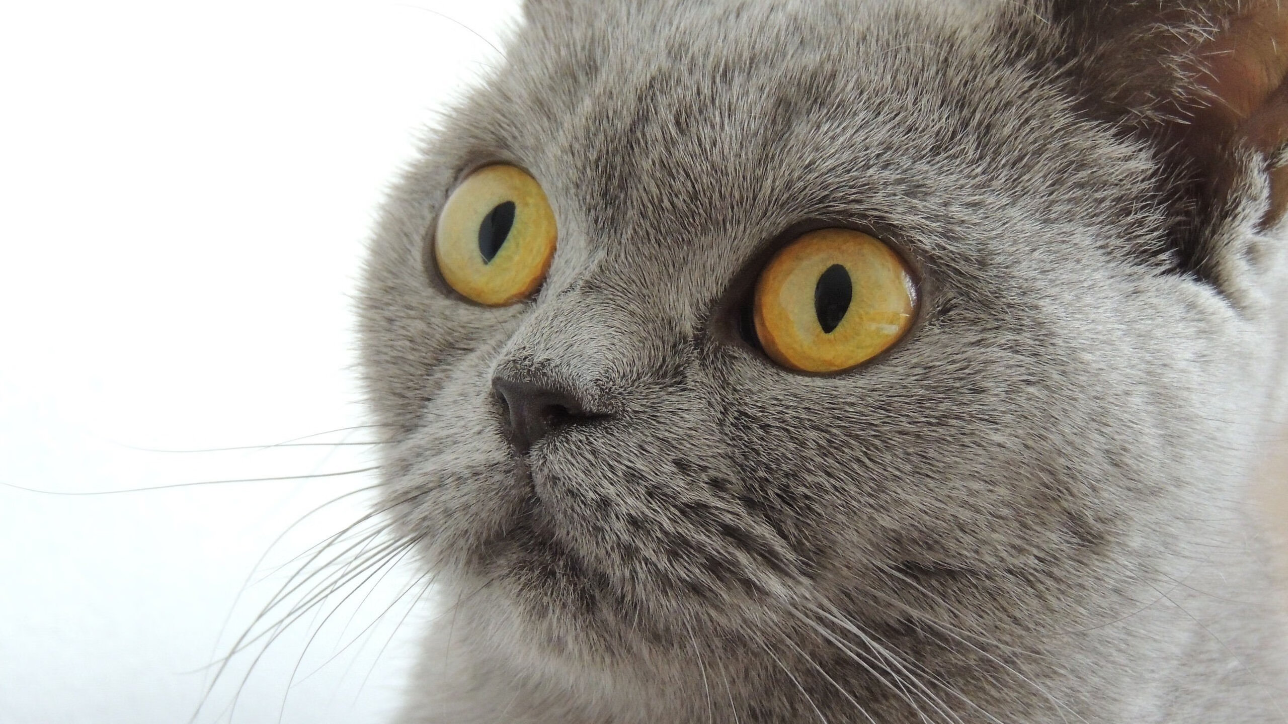 林丹强势反弹全运会，林丹全运会获几次冠军