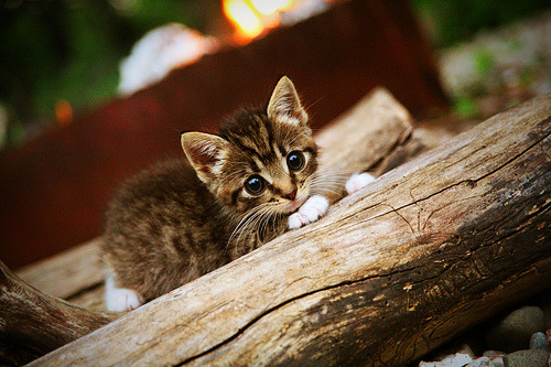 爱游戏体育官方网站-法甲琅琊榜：众星云集，新星崛起，琅琊榜法语版