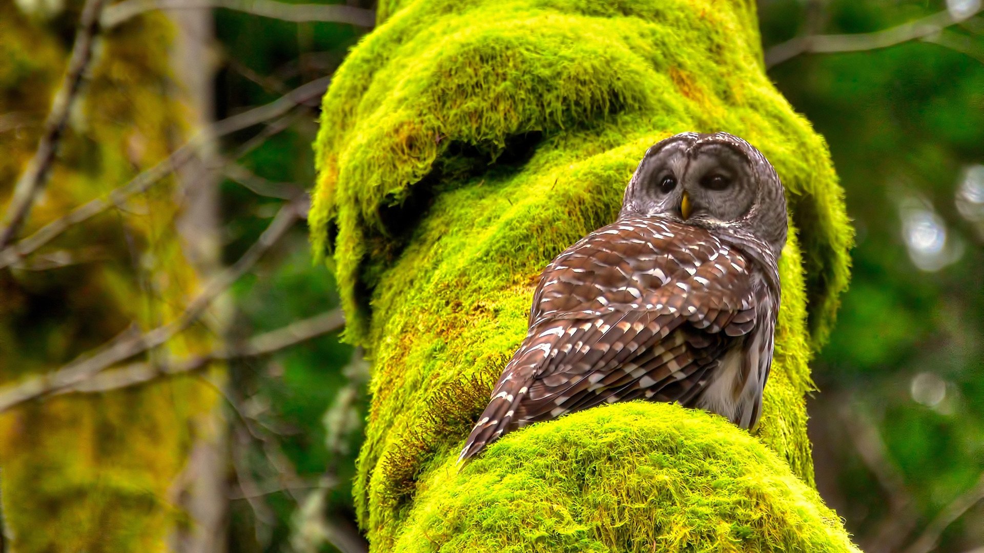 爱尔兰青训基地全面升级,培养未来之星,爱尔兰青少年