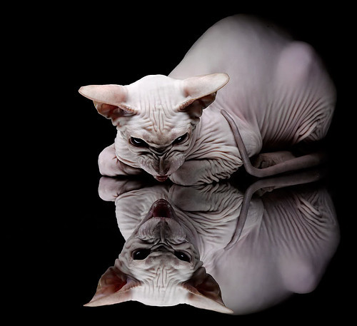 爱游戏体育平台-米兰双雄奋力争夺，意甲火药味十足