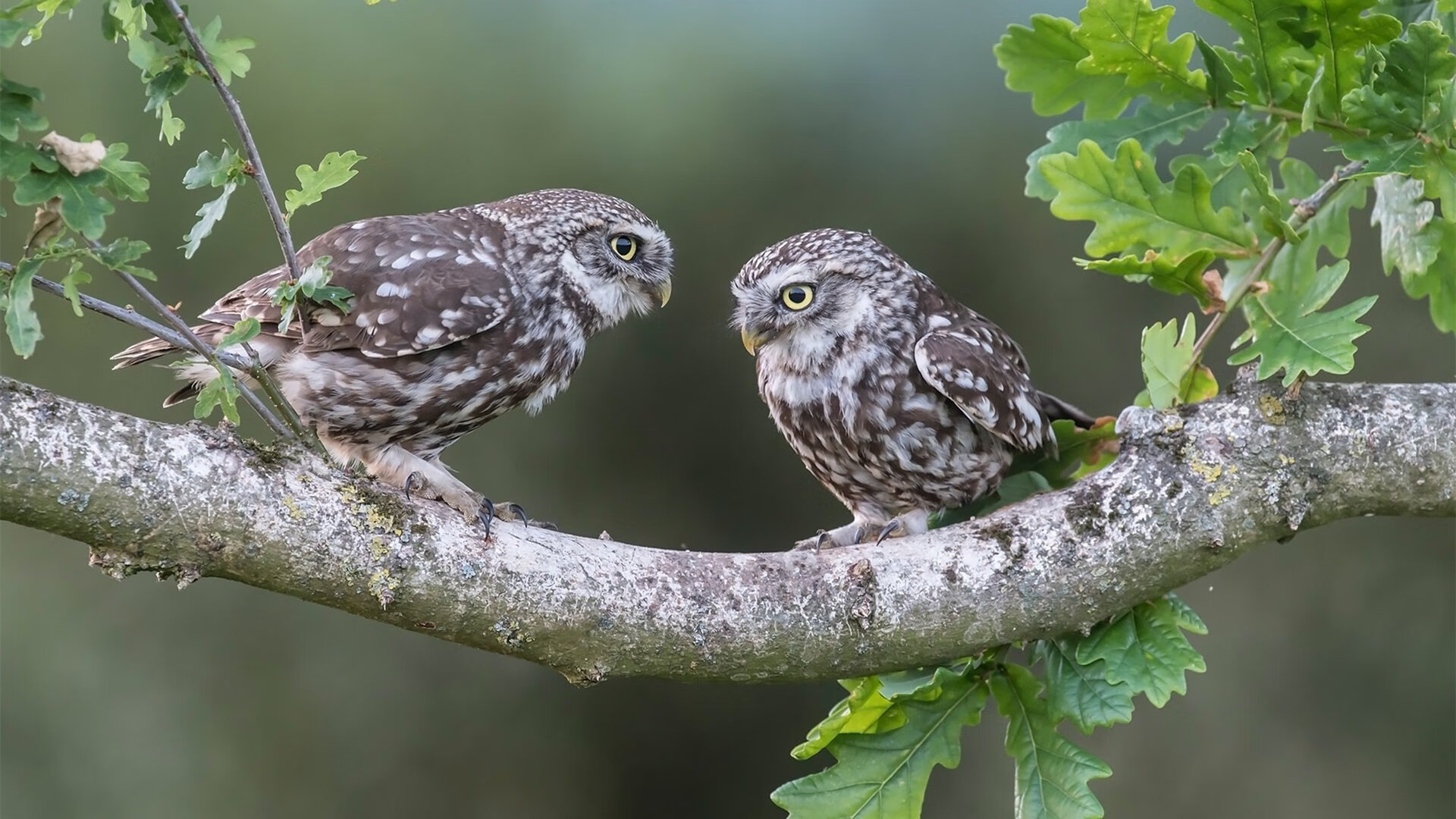 职业俱乐部青训人才注册系统实现全国信息互通管理,职业联赛青训